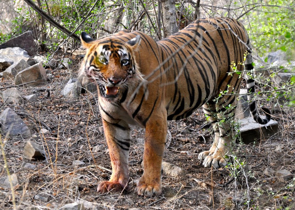 Tiger spotting at the Ranthambore National Park